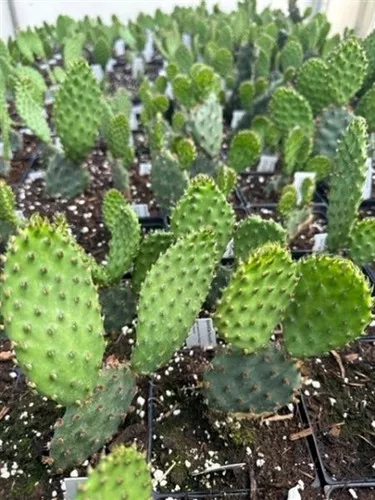 Opuntia humifusa / Prickly Pear