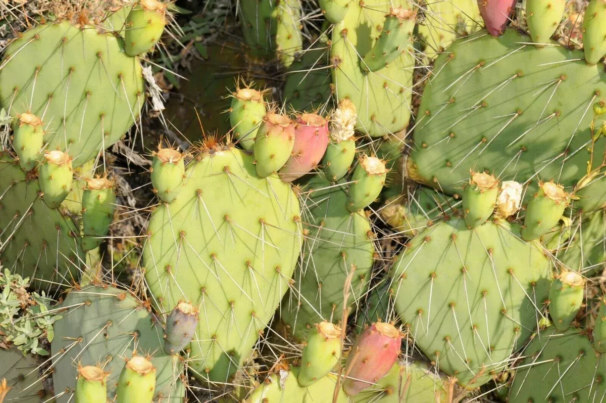 Opuntia phaeacantha Seeds - Tulip Prickly Pear