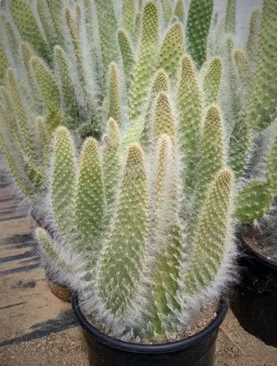 Opuntia 'Snow'
