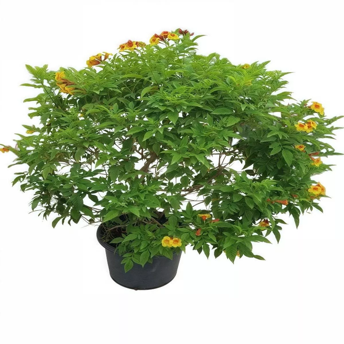 Orange Bells – 50cm