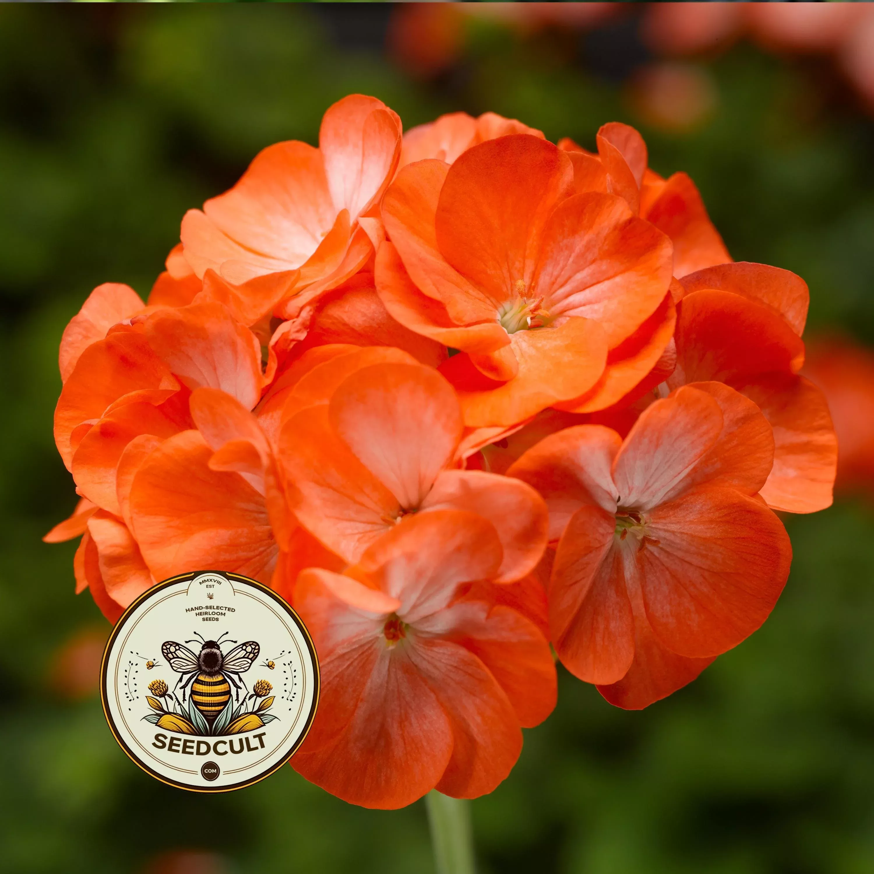 Orange Bicolor Geranium