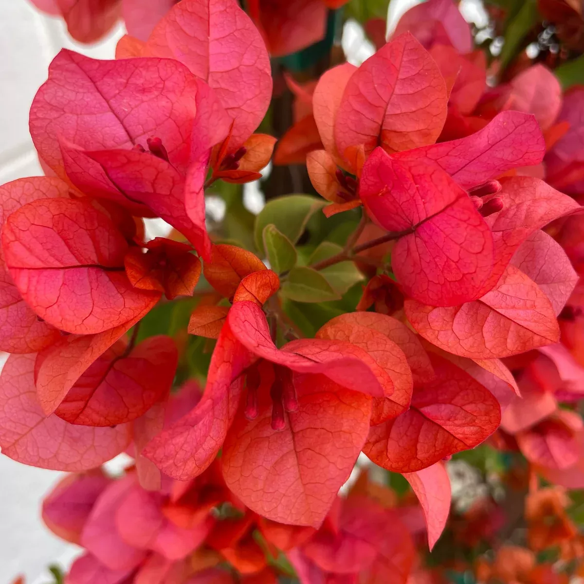 Orange Bougainvillea Shrub
