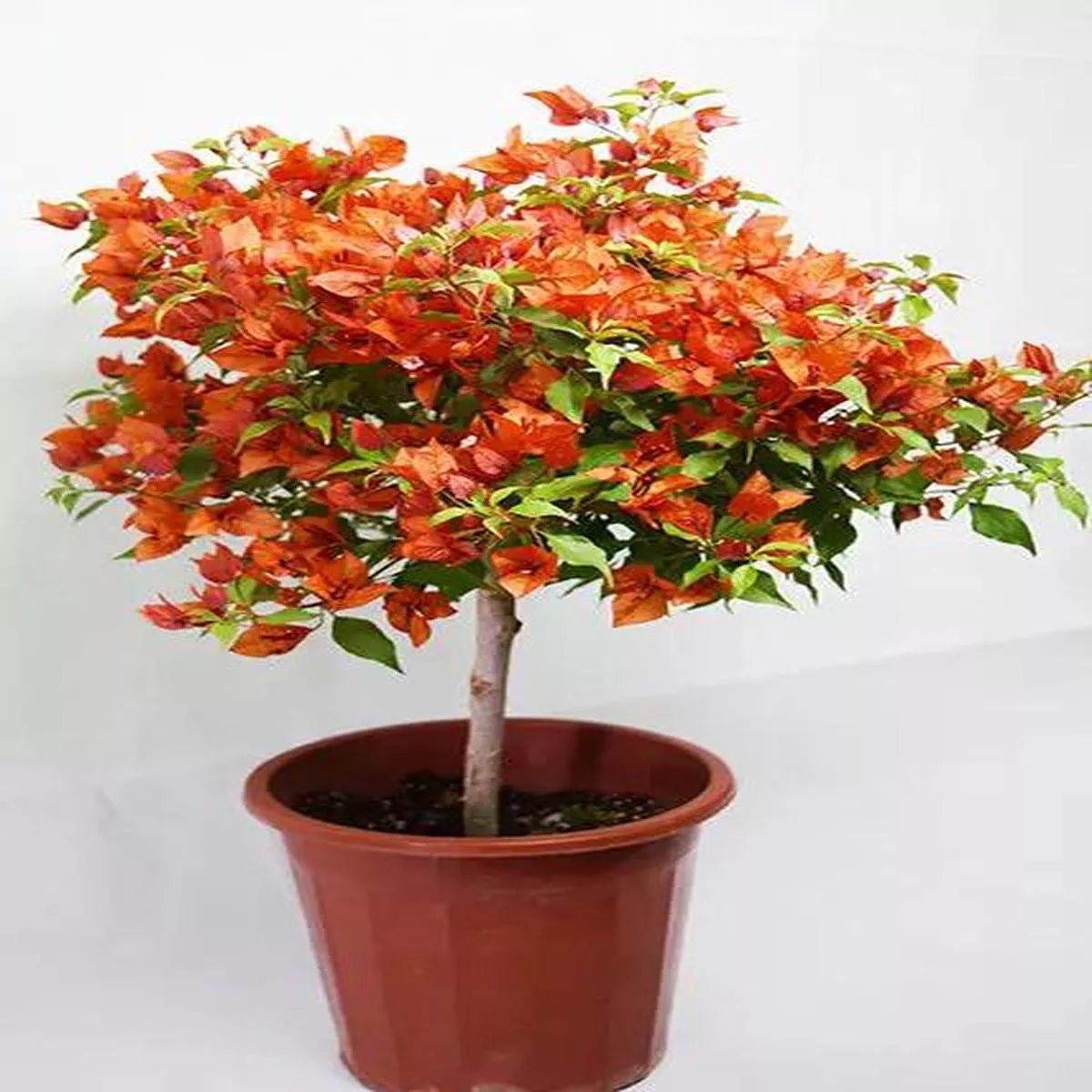 Orange Bougainvillea