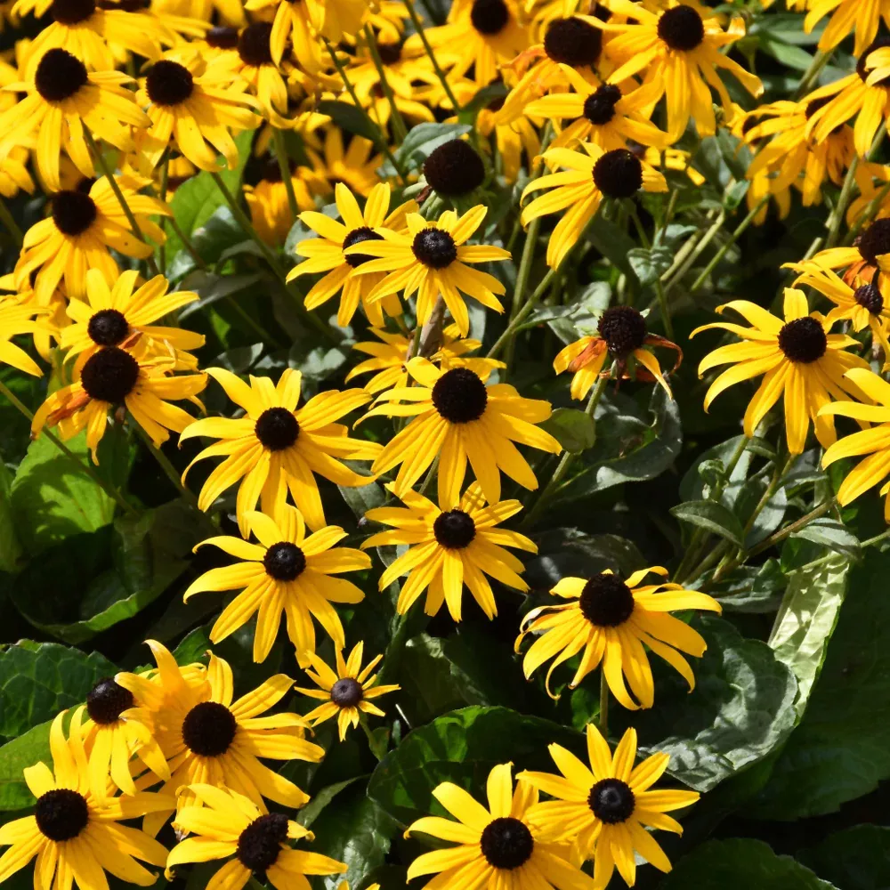 Orange Coneflower