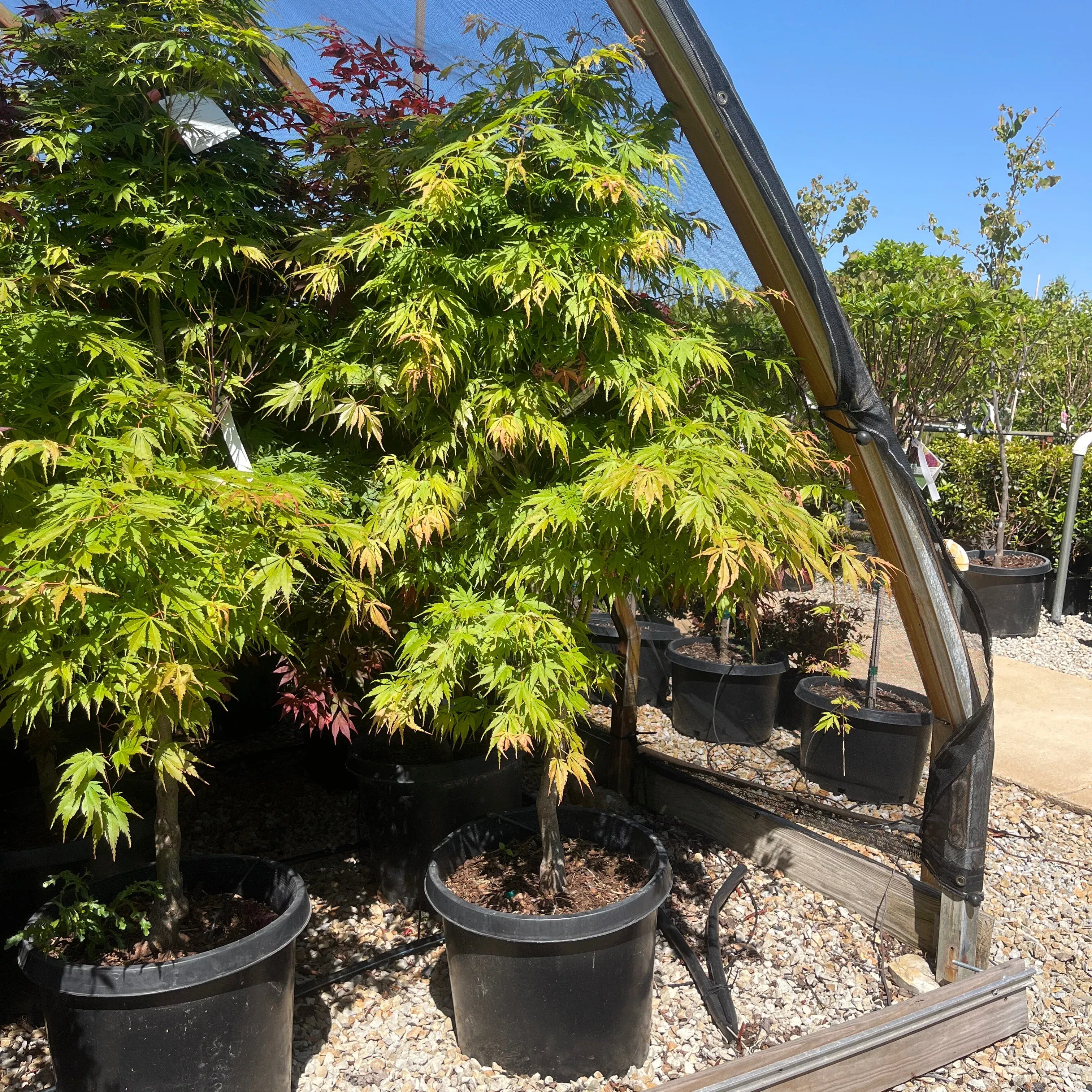 Orange Flame Japanese Maple - Acer palmatum - Potted Tree (Multiple Sizes)