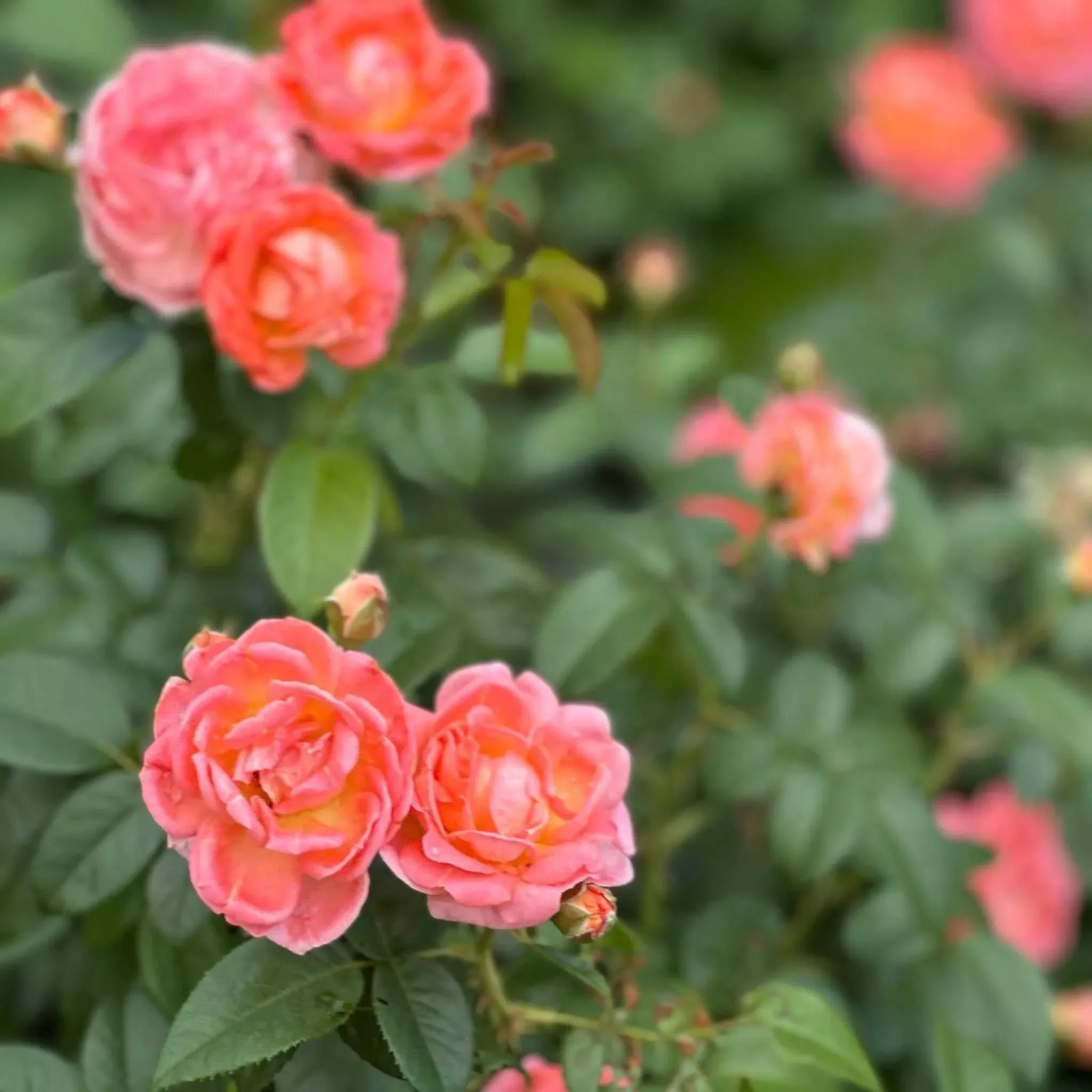 Orange Glow Knock Out Rose
