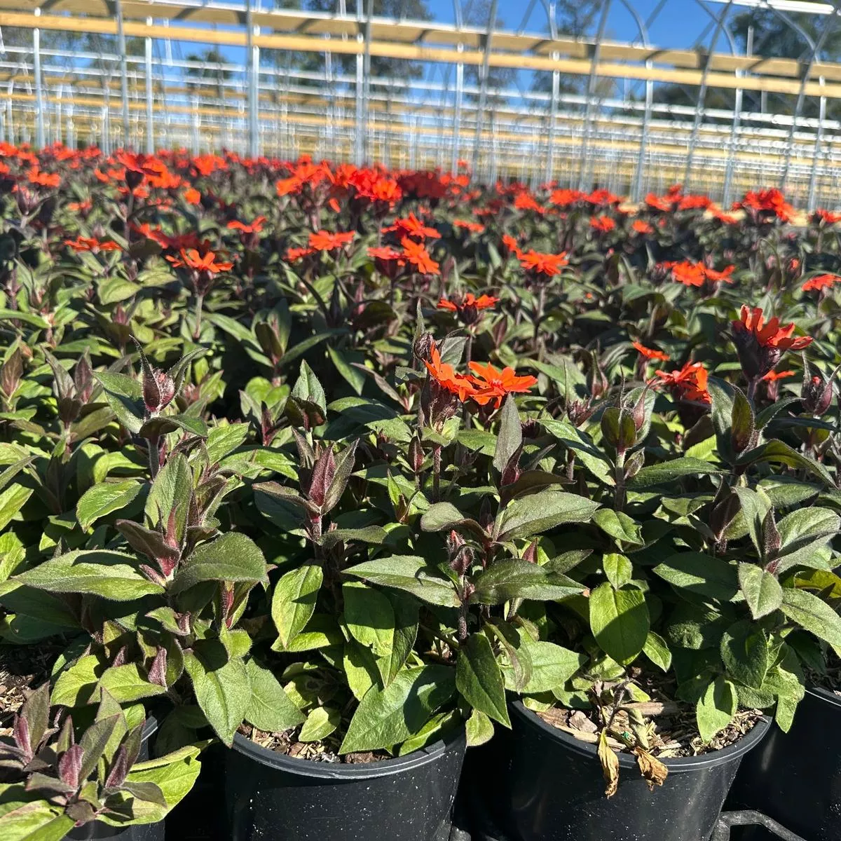 Orange Gnome Arkwright's Campion