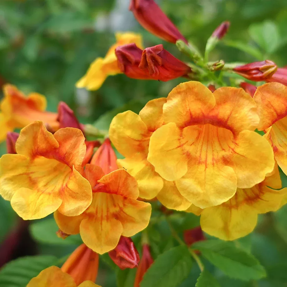 Orange Jubilee Tecoma