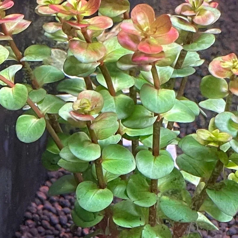 Orange Juice Rotala Aquatic Plant (Rotala rotundifolia) Vibrant stem plant developing orange to peach tones under strong light; excellent for aquascaping backgrounds and colorful planted tanks