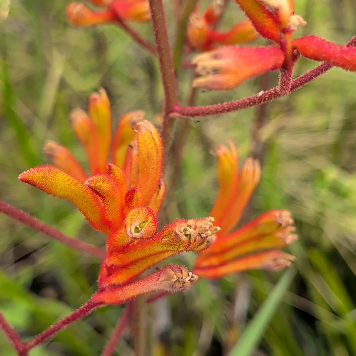 Orange Kangaroo Paw