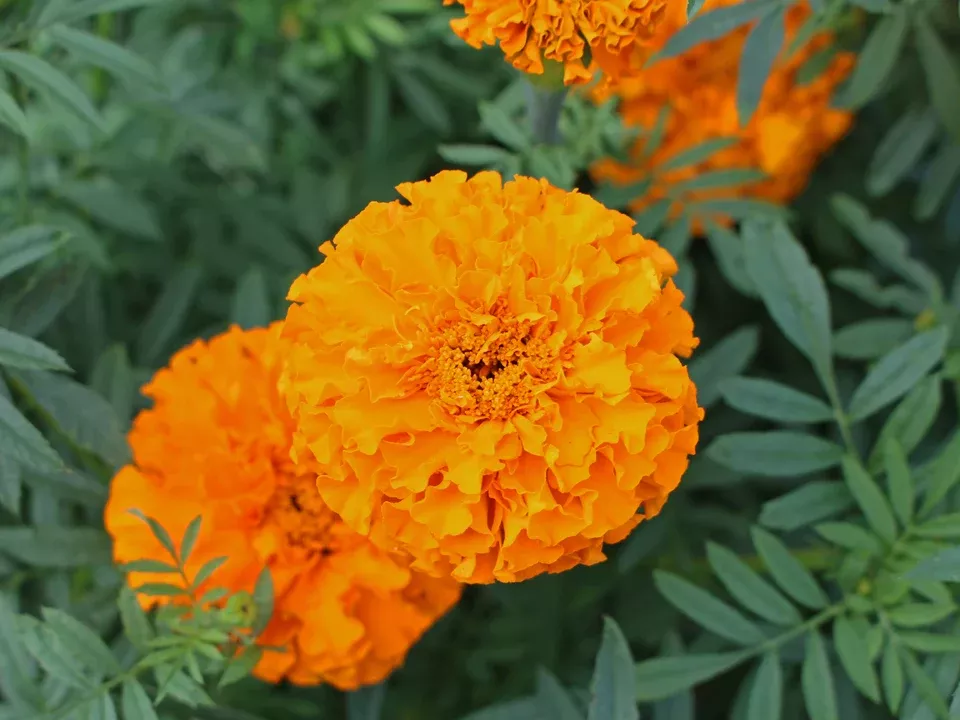 Orange Marigold Seeds