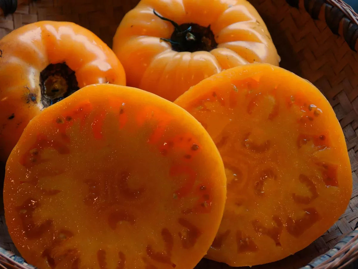 Orange Minsk Tomato