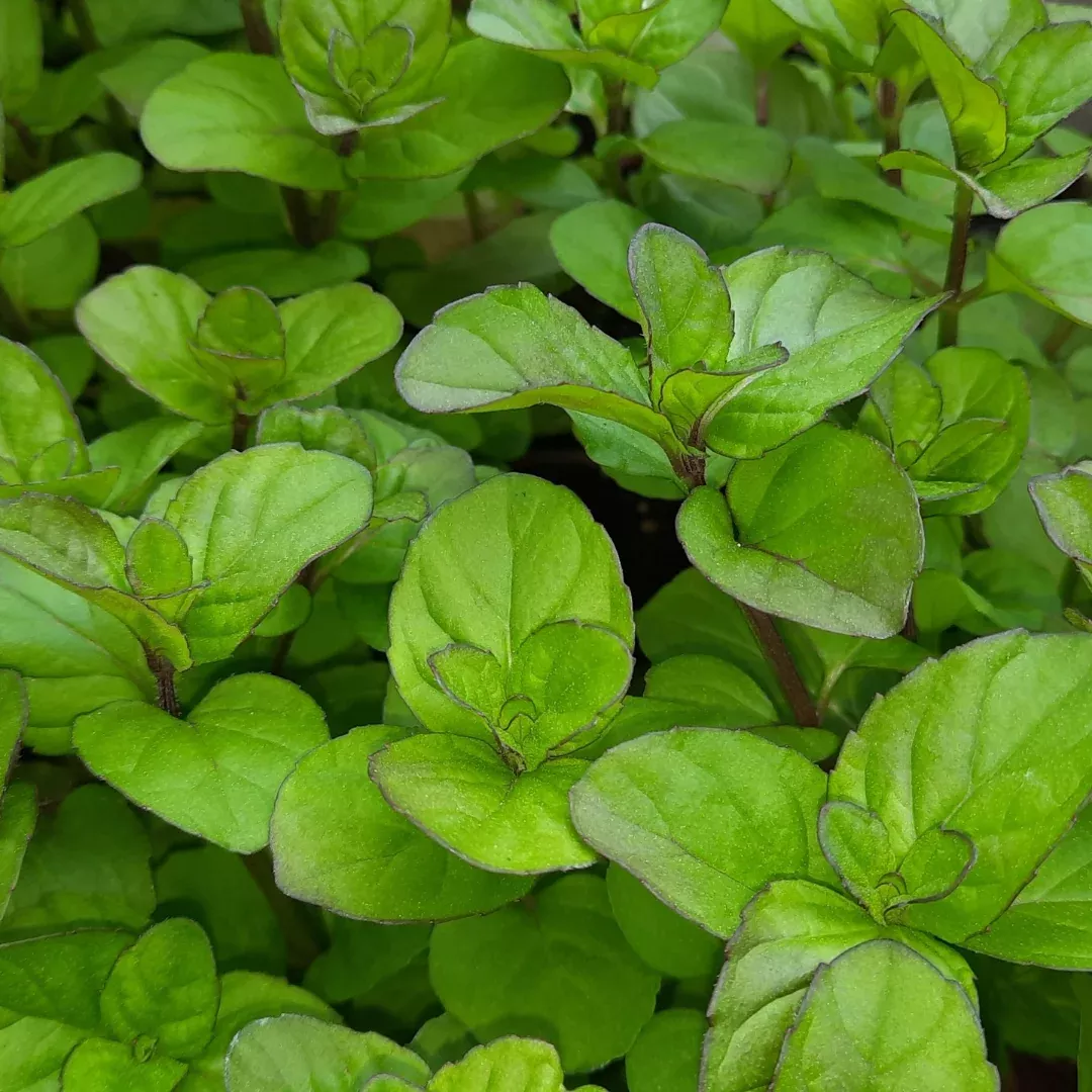 Orange Mint Plant Plug (Mentha piperita citrata) – Sweetly Fragrant Herb for Culinary and Medicinal Use