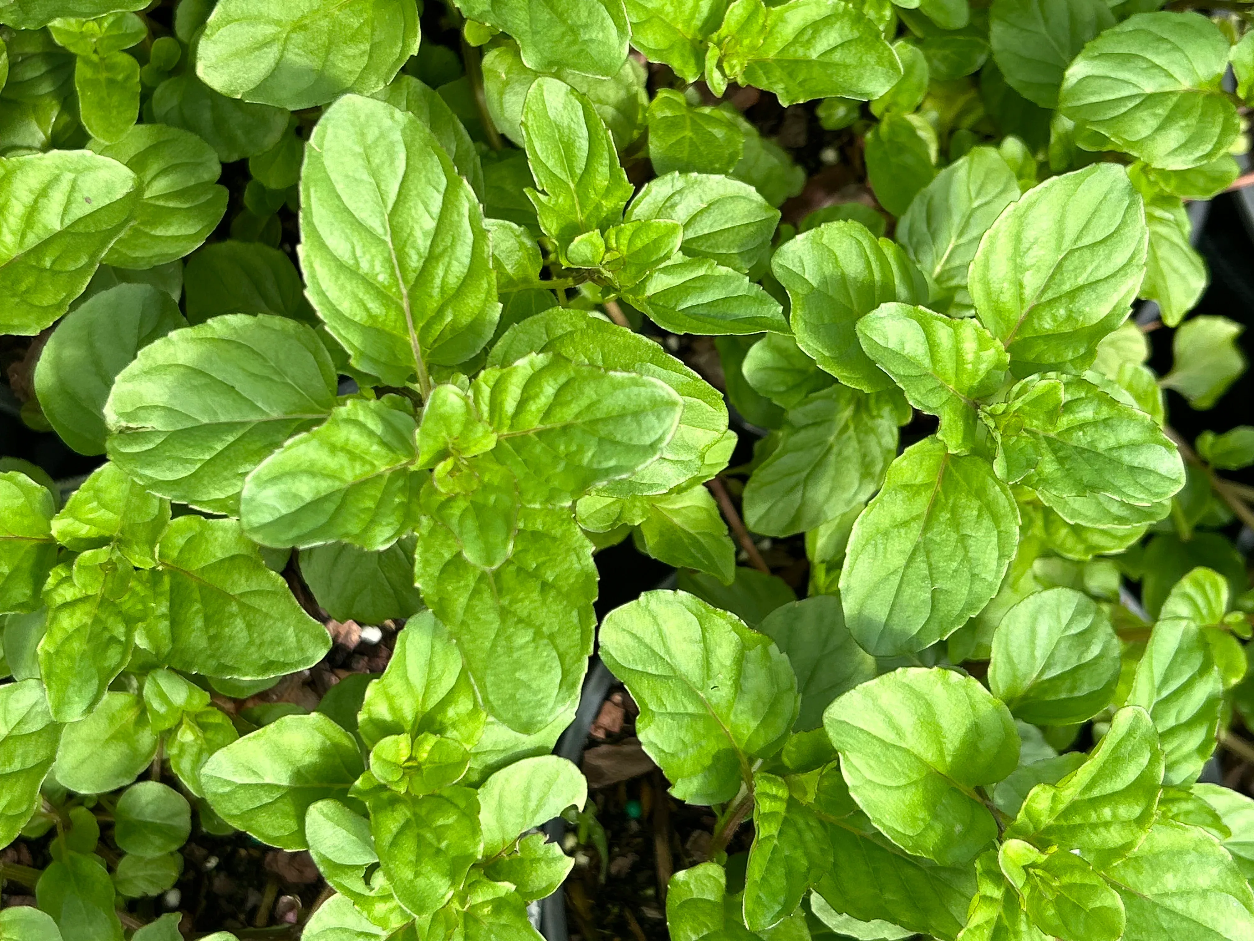 Orange Mint Plant