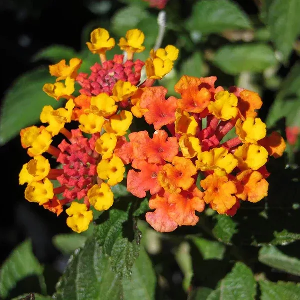 Orange-Red Bush Lantana