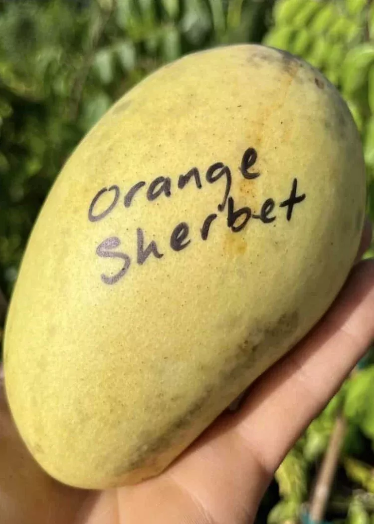 Orange Sherbet Mango Tree