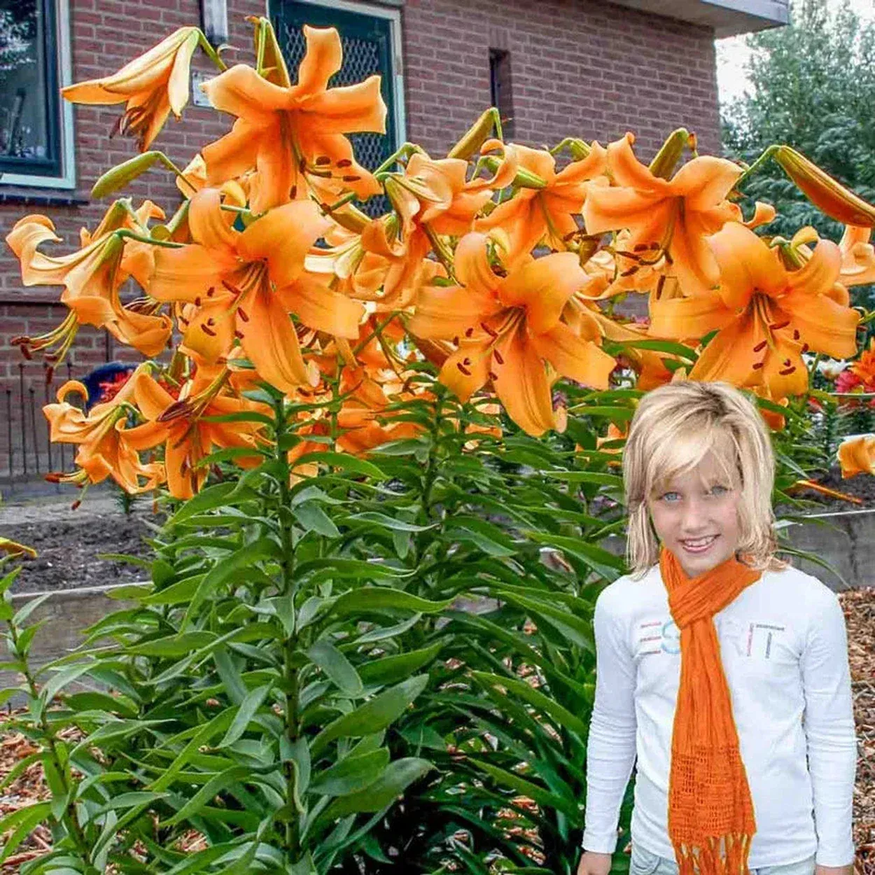 Orange Space Lily Tree
