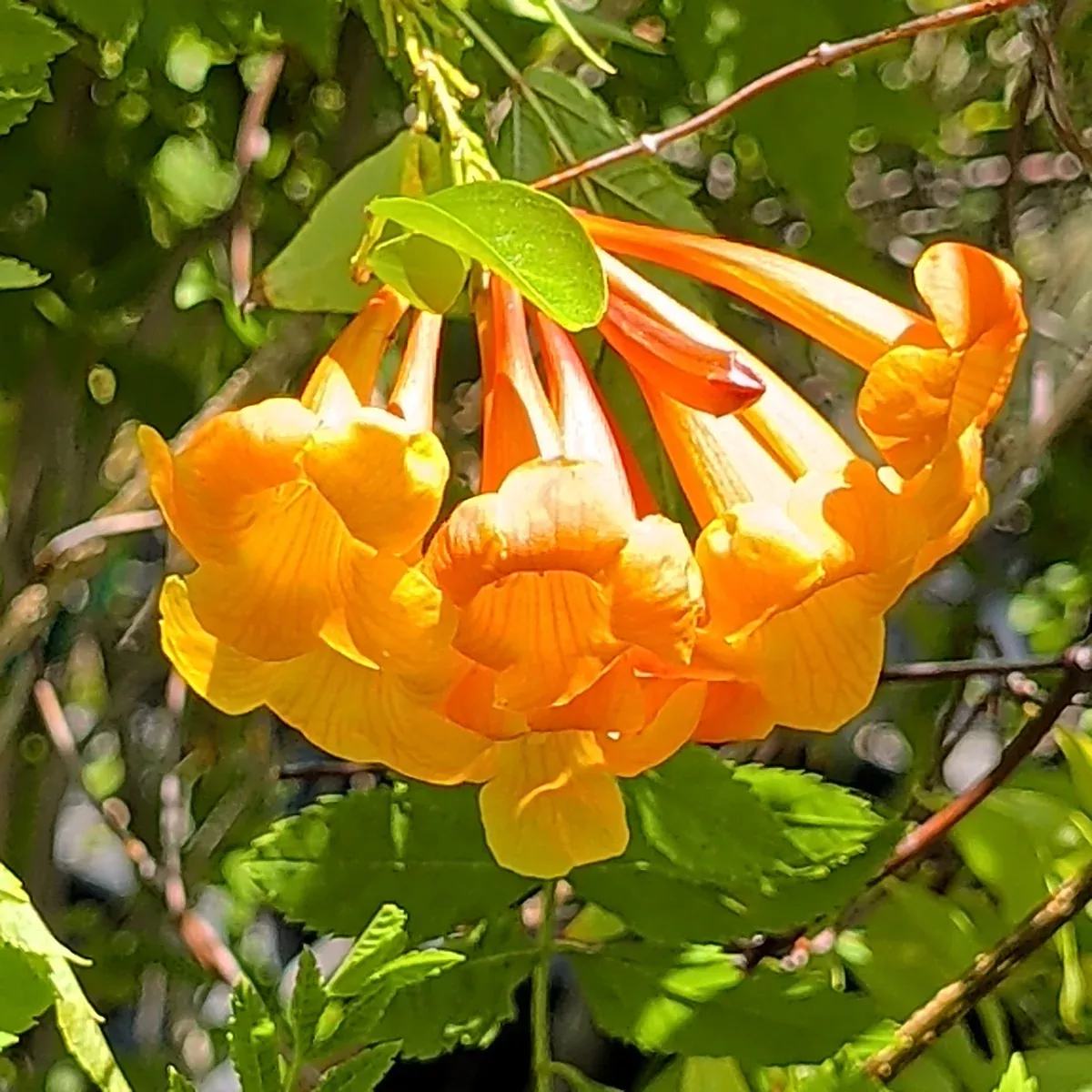 Orange Trumpet Flower