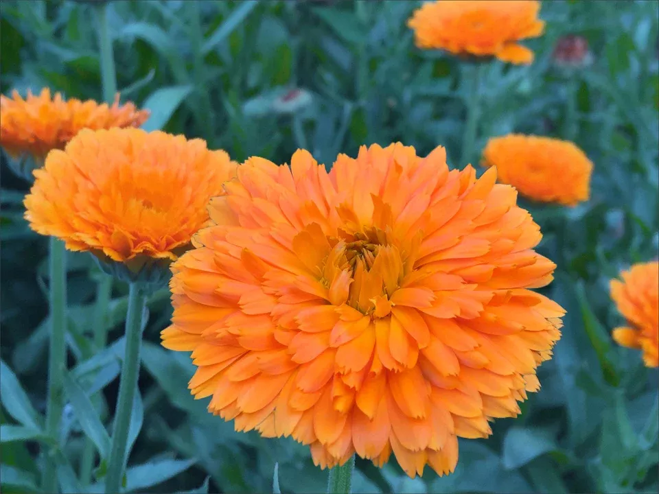 Orange Zinger Organic Calendula Flowers Seeds