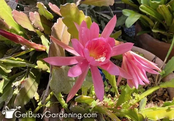 Orchid Cactus 6"