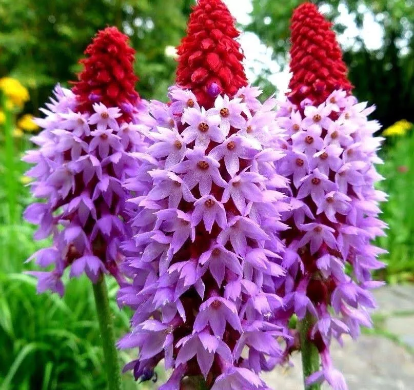 Orchid Primrose Seeds, Primula Vialii PM3220
