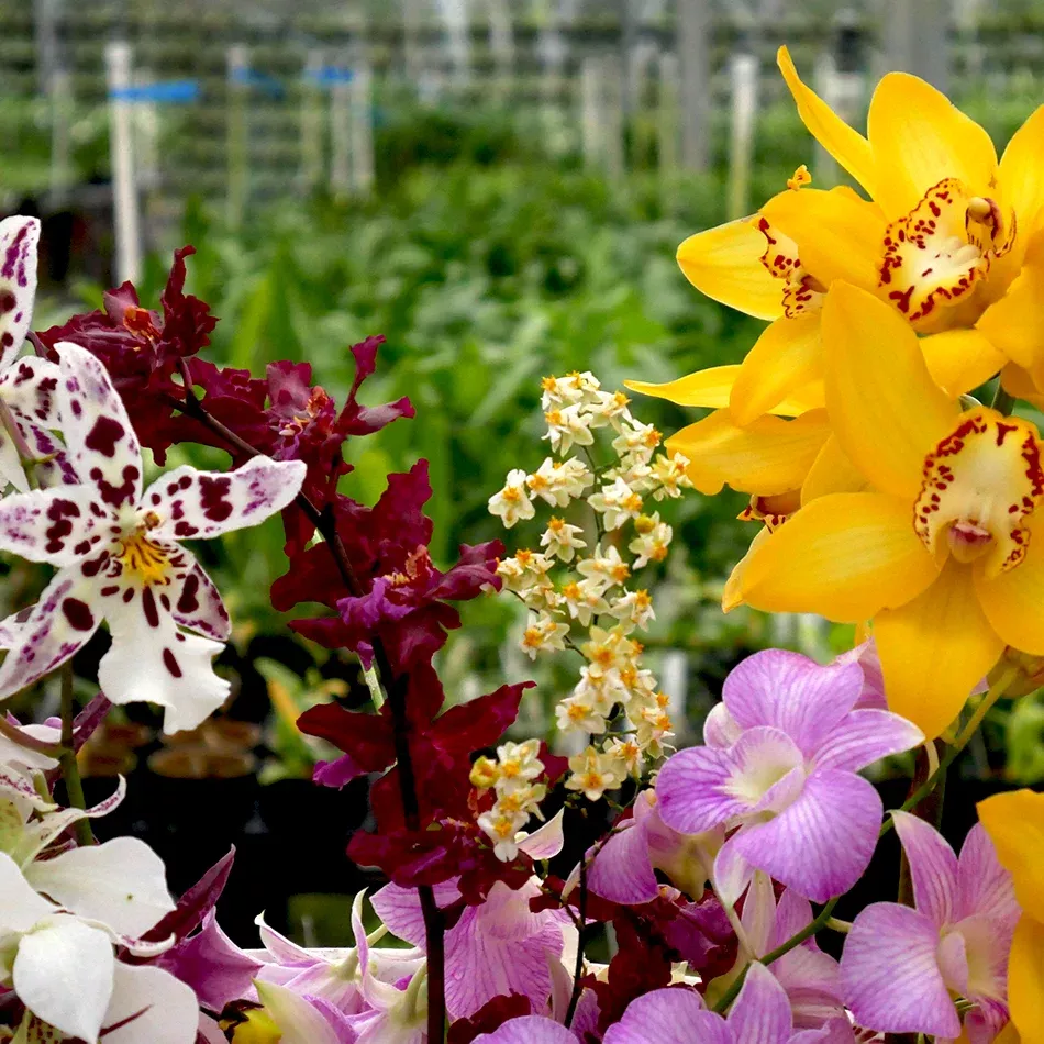 Orchid Society Special