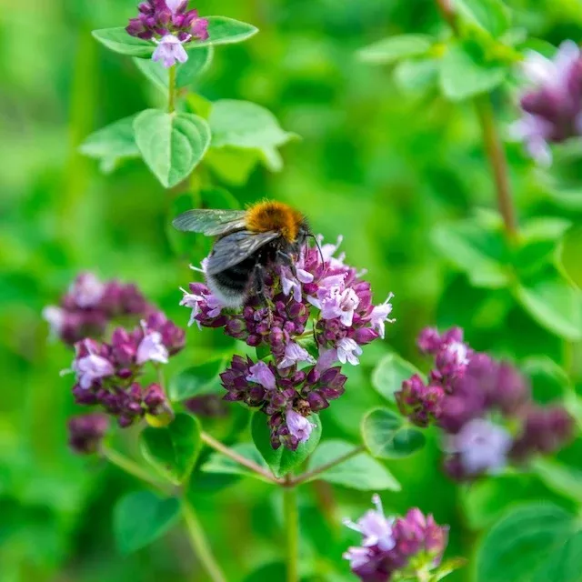 Oregano, Common (Origanum vulgare)