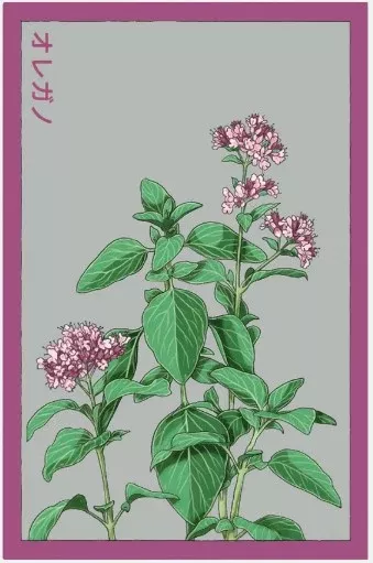 Oregano Herb Seeds Pkt