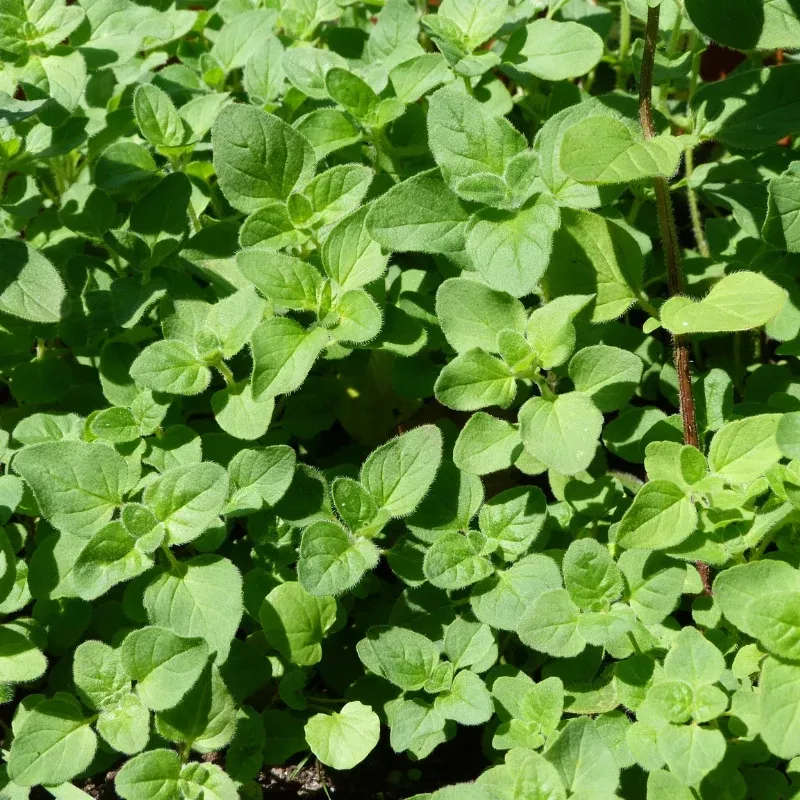 Oregano Plant Plug (Origanum vulgare) – Versatile Herb for Culinary, Medicinal, and Ornamental Uses