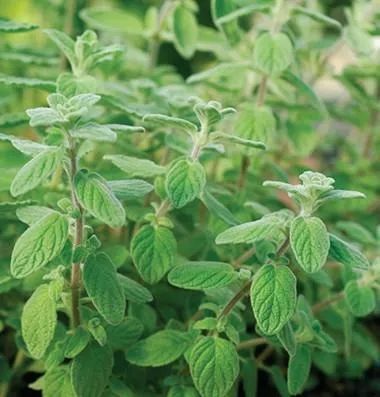 Oregano- Za'atar - 4" pot