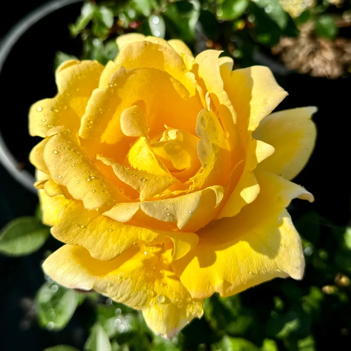 Oregold Yellow Rose