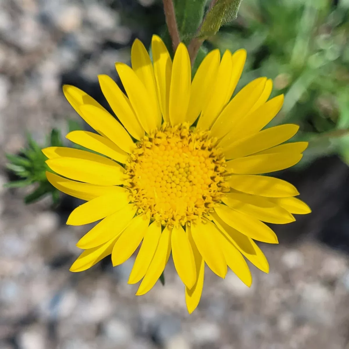 Oregon Gumweed