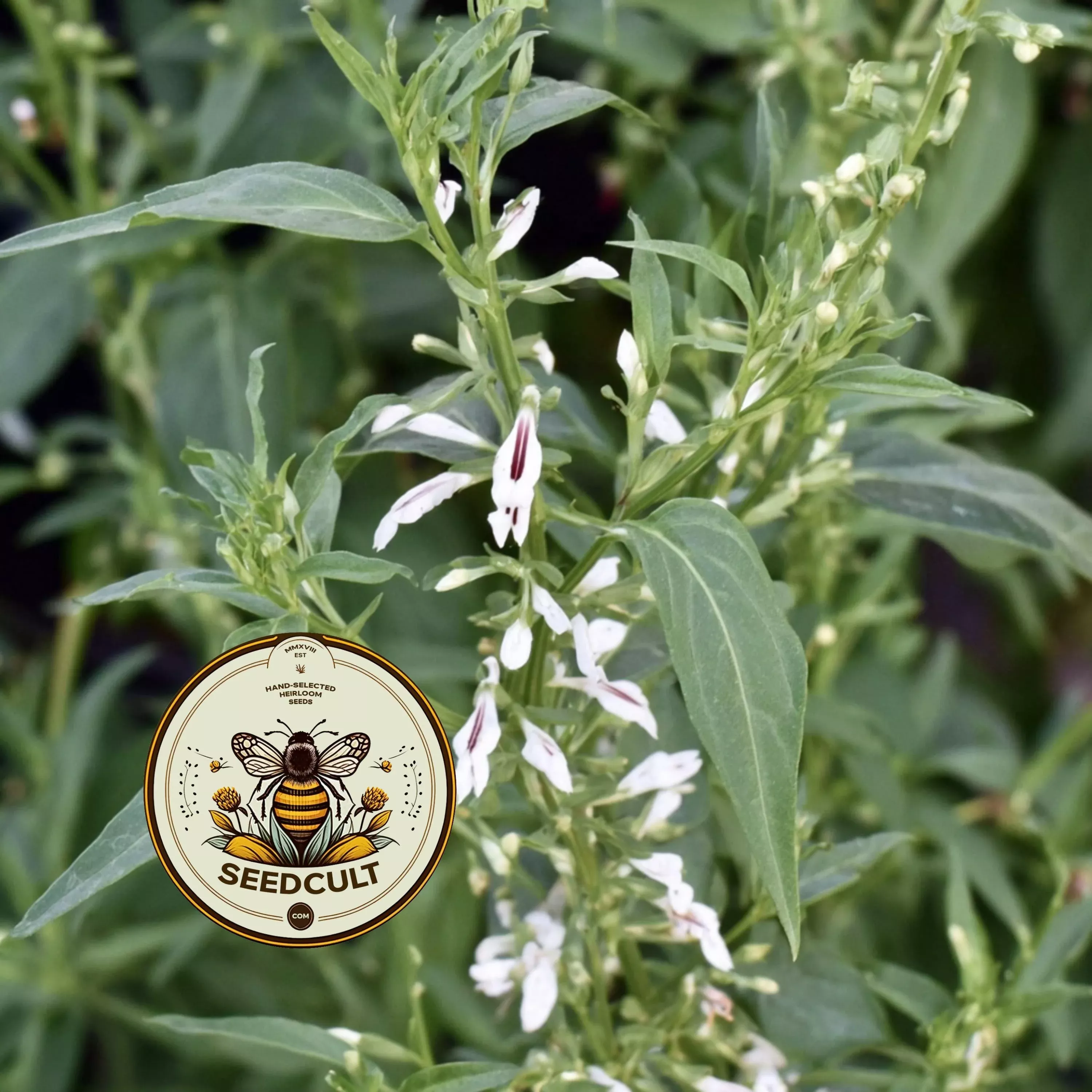 Organic Andrographis Seeds, Andrographis Paniculata, Green Chiltern, King of Bitters, Medicinal Herbs AD0125