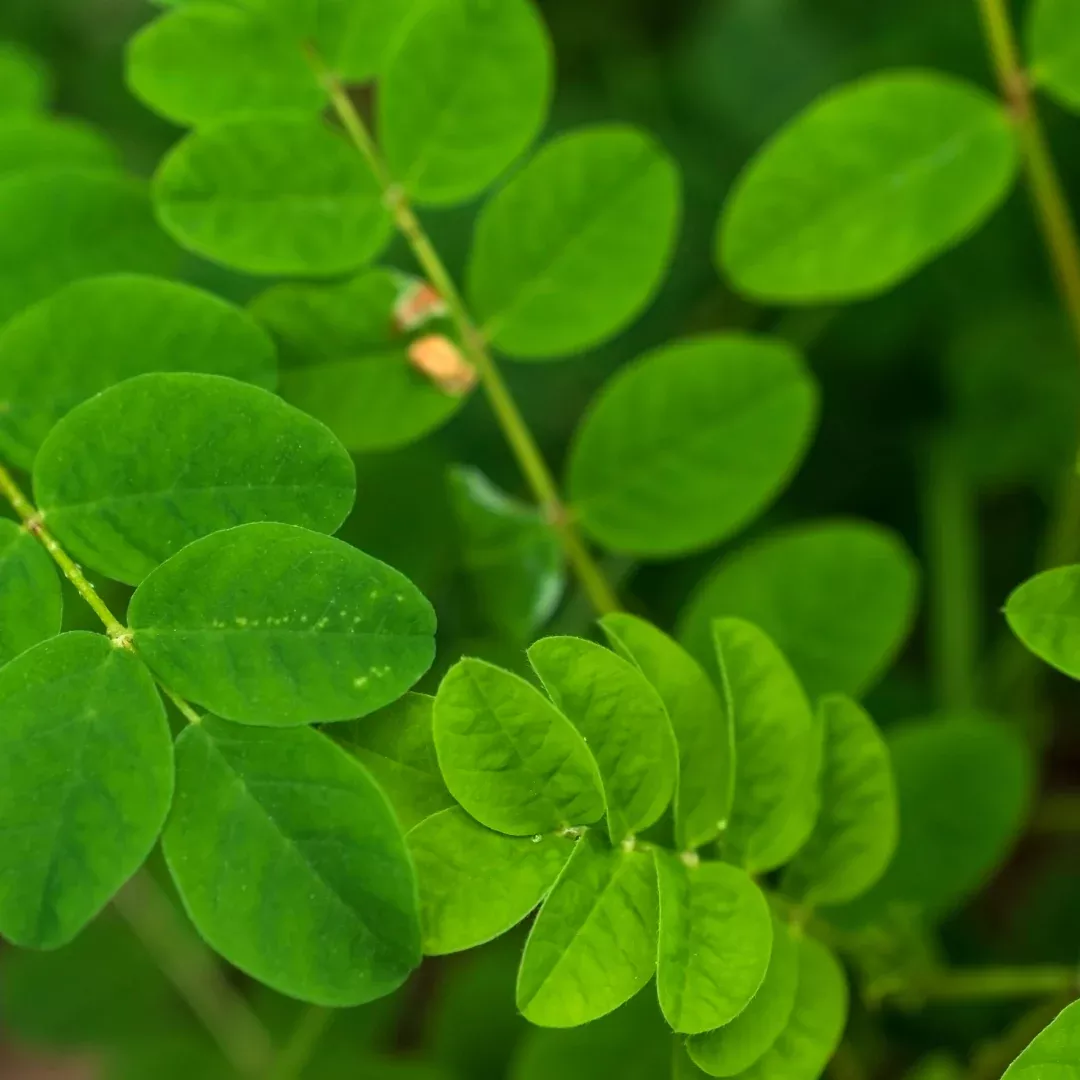 Organic Astragalus Seeds (Astragalus membranaceus) – 25+ Seeds for Herbal Gardens and Immune Support