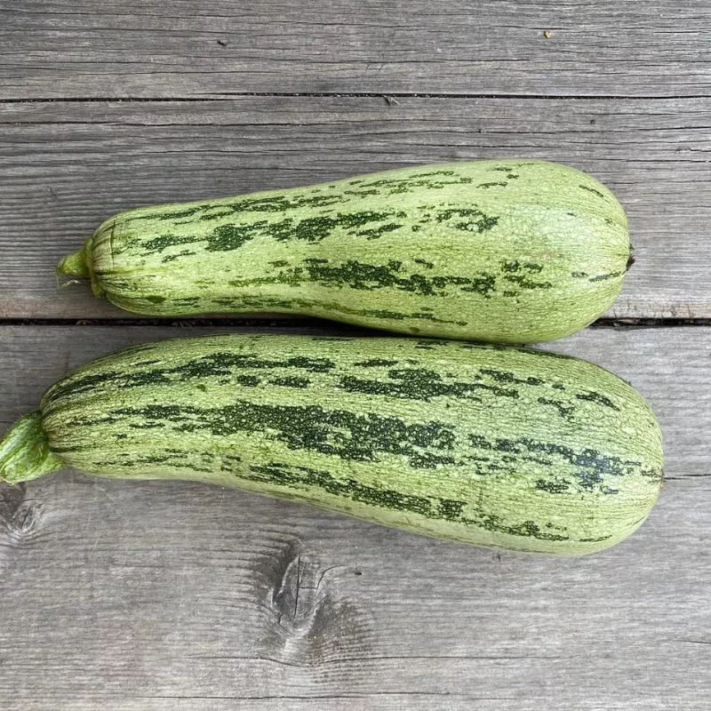 Organic Caserta Zucchini Seeds (Cucurbita pepo) – 15+ Seeds, Summer Squash for Abundant Harvests