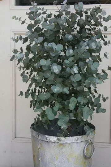Organic Dwarf Baby Blue Eucalyptus seeds, Indoor House Plant, Eucalyptus Pulverulenta EU0110