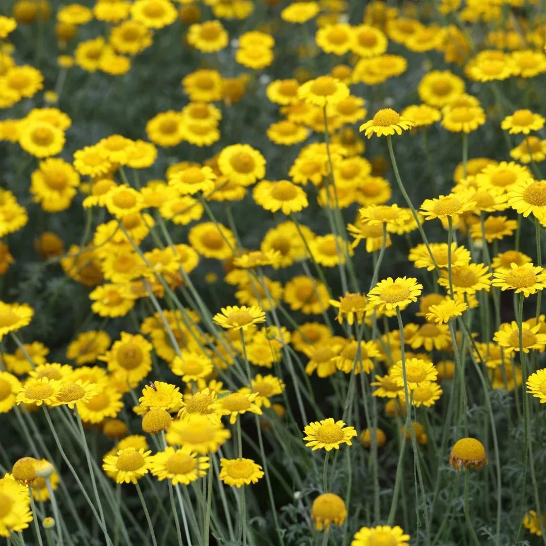 Organic Dyer's Chamomile Seeds (Anthemis tinctoria) – 50+ Seeds for Herb Gardens, Dye Plants, and Pollinator Attractants