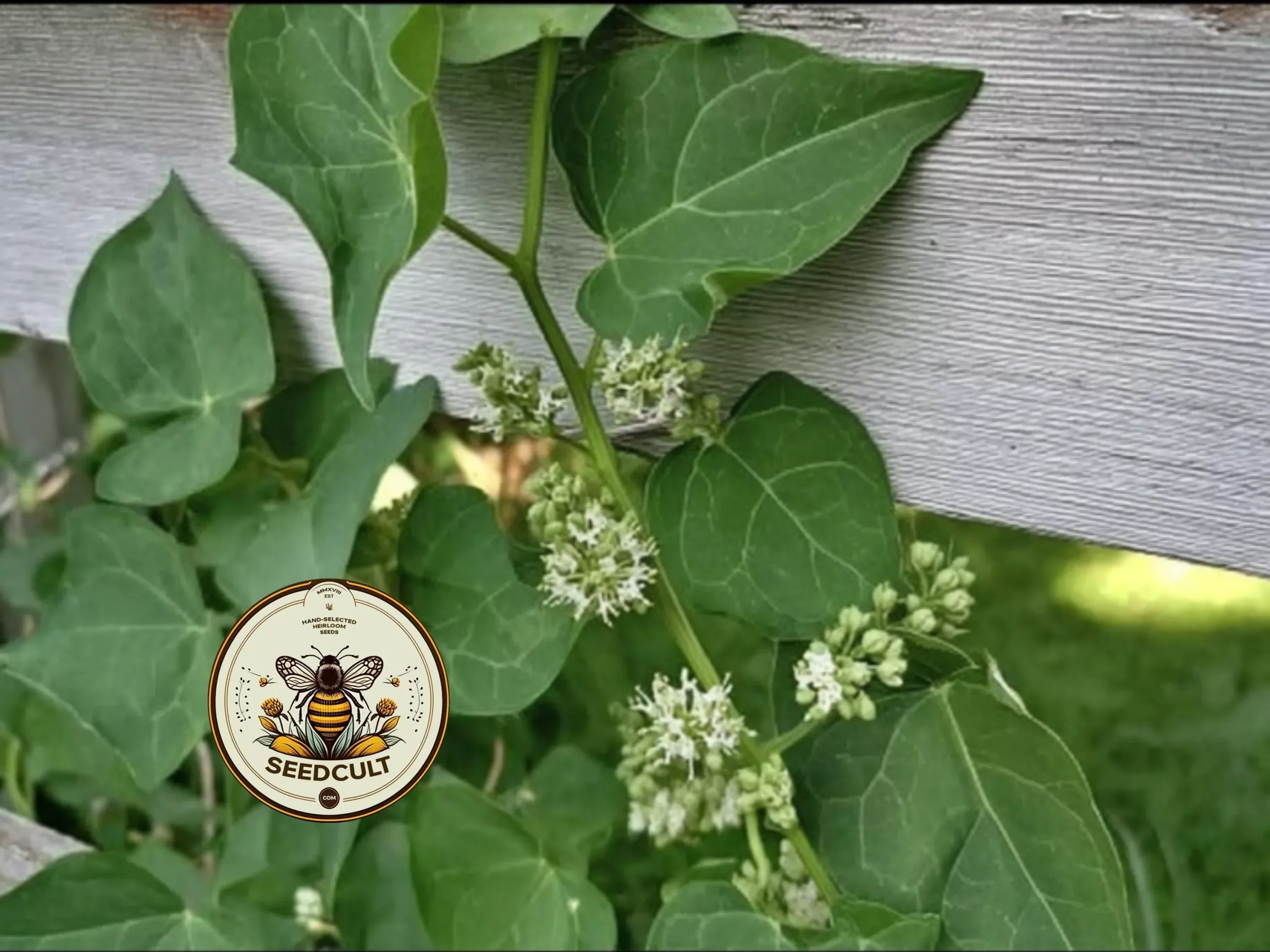 ORGANIC HONEYVINE MILKWEED