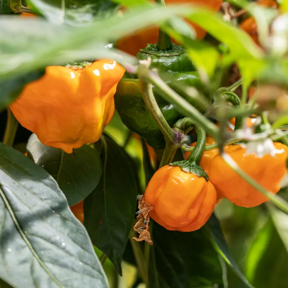 Organic Jamaican Hot Yellow Pepper Seeds (Capsicum annuum) – Very Hot, Bright Yellow Peppers, Great for Spicy Caribbean Dishes – 10+ Seeds