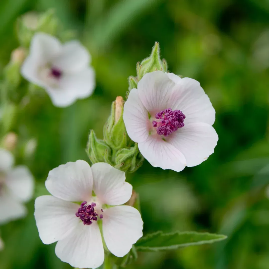 Organic Marshmallow Seeds (Althaea officinalis) – 25+ Seeds for Herb Gardens, Medicinal Use, and Natural Remedies
