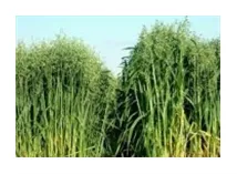 Organic Oats Cover Crop 1#