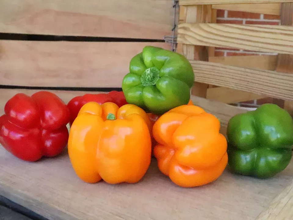 Organic Pepper Plants for Pre-Order