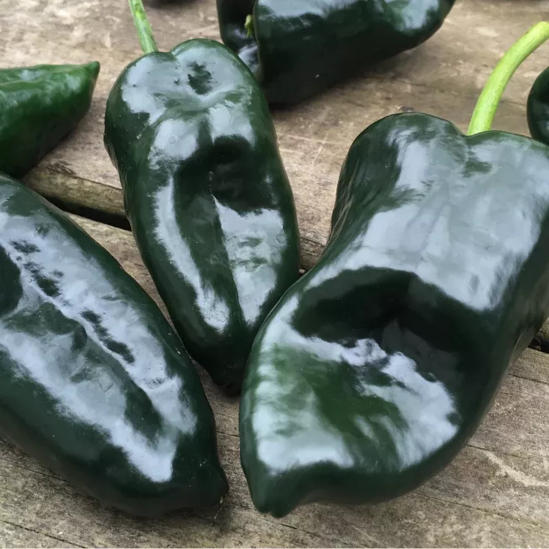 Organic Poblano Ancho Pepper Seeds (Capsicum annuum) – Mildly spicy peppers – Great for roasting, stuffing, and salsas.