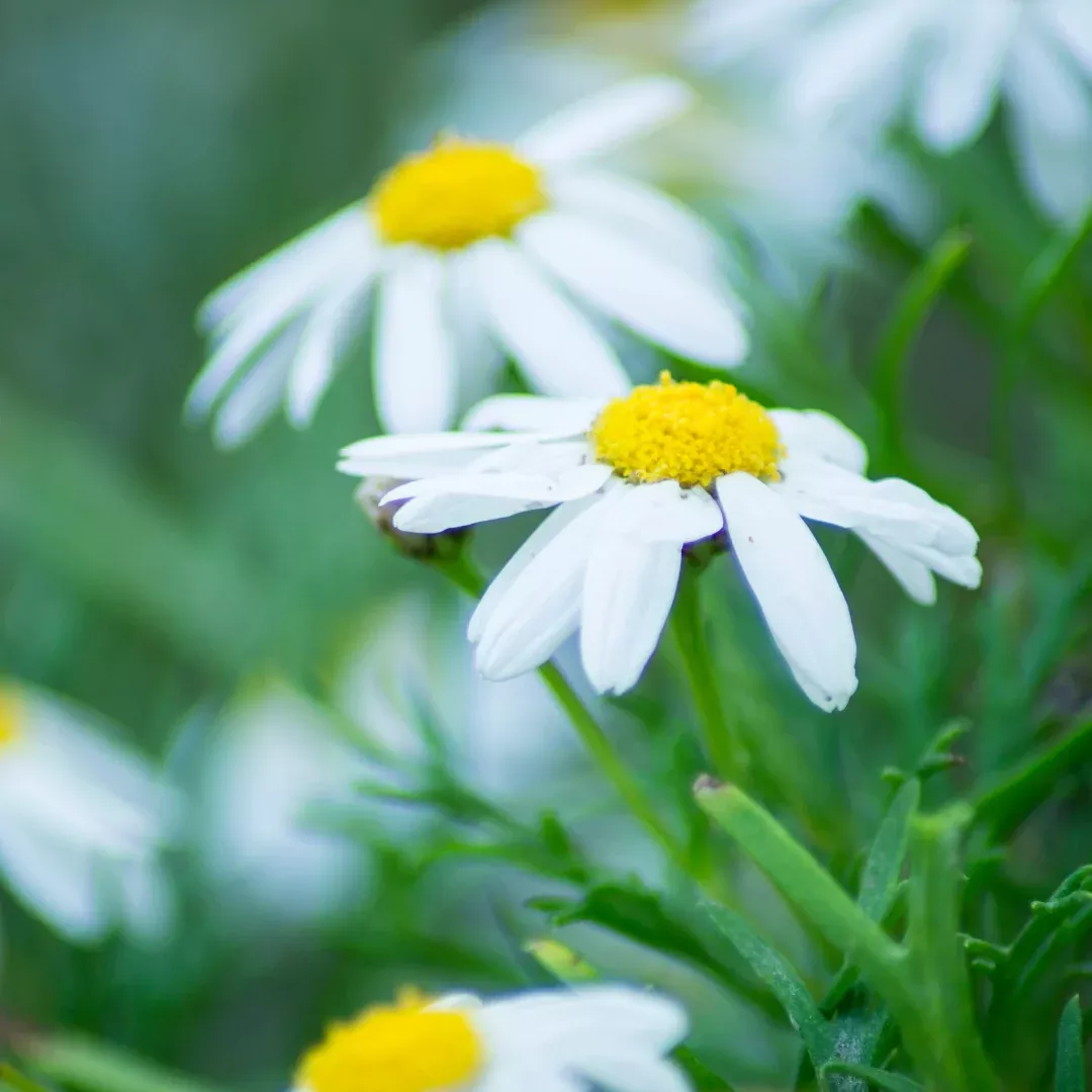 Organic Roman Chamomile Seeds (Chamaemelum nobile) – 300+ Seeds for Herbal Gardens, Ground Cover, and Aromatic Uses