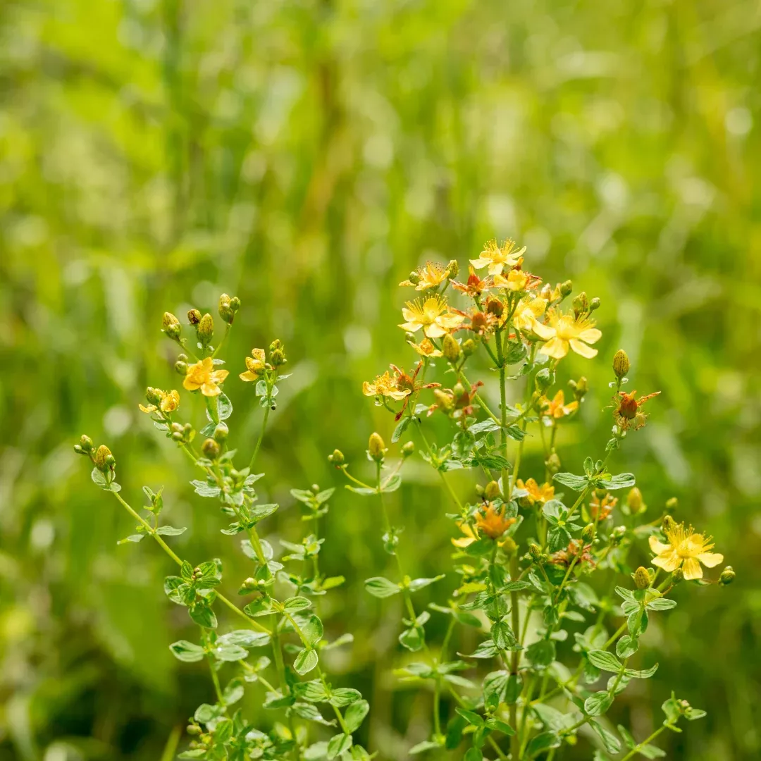 Organic St. John's Wort Seeds (Hypericum perforatum) – 300+ Seeds for Herb Gardens, Medicinal Use, and Natural Remedies