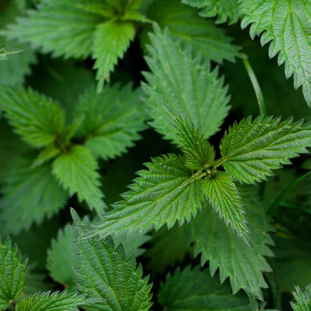 Organic Stinging Nettle Seeds (Urtica dioica) – 100+ Seeds for Herb Gardens, Medicinal Use, and Edible Greens