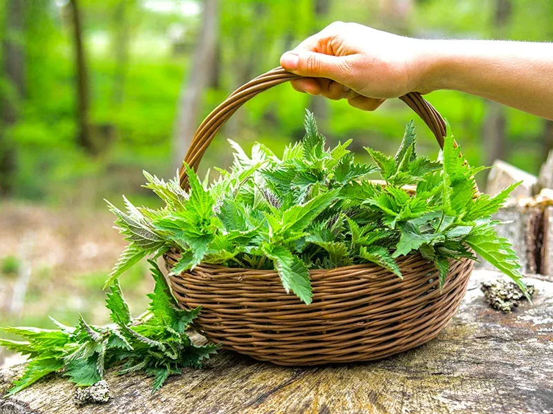 Organic Stinging Nettle Seeds