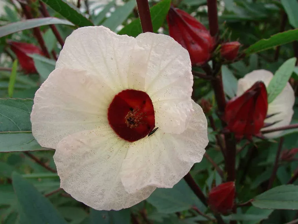 Organic True Roselle Seeds, Hibiscus sabdariffa HI0220