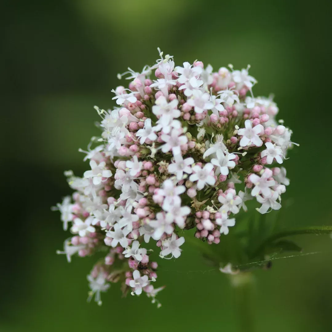 Organic Valerian Seeds (Valeriana officinalis) – 50+ Seeds for Herb Gardens, Medicinal Use, and Calming Teas