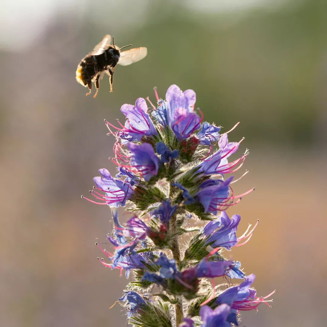 Organic Viper's Bugloss Seeds (Echium vulgare) – 25+ Seeds for Wildflower Gardens, Pollinator Attractant, and Herbal Use